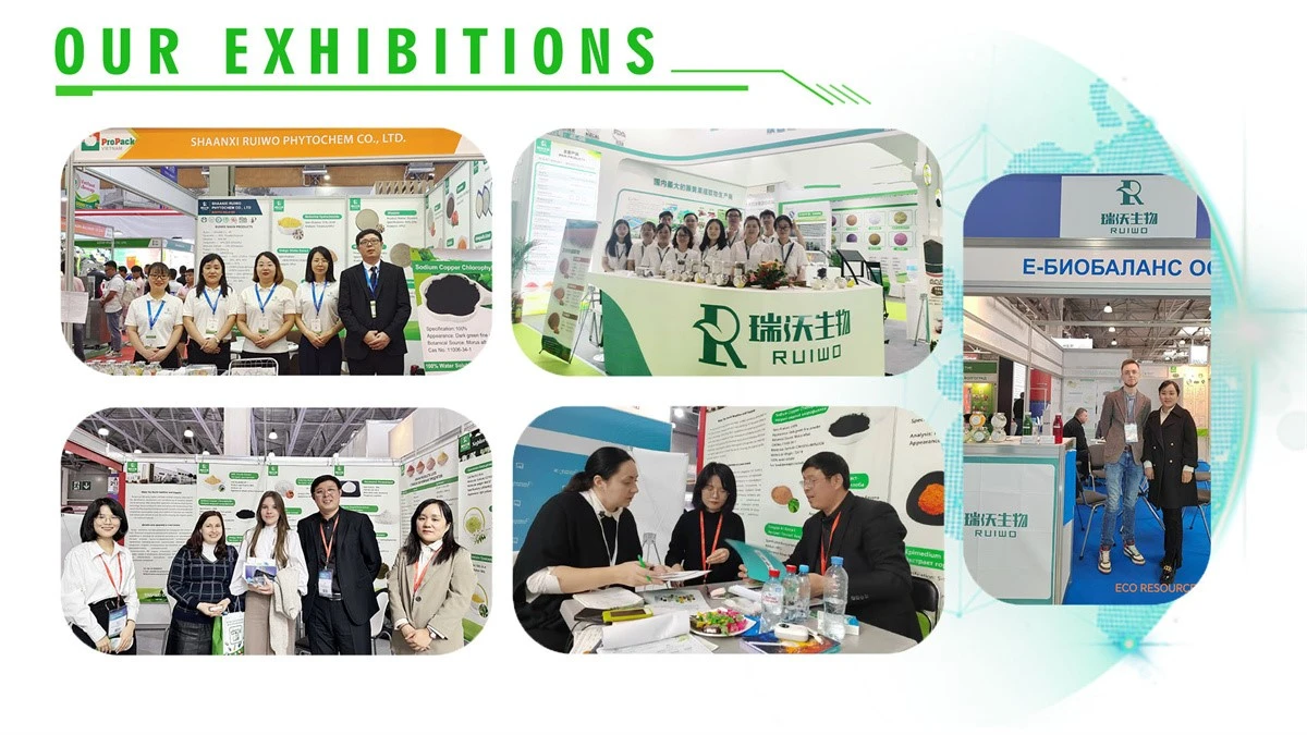OUR EXHIBITIONS